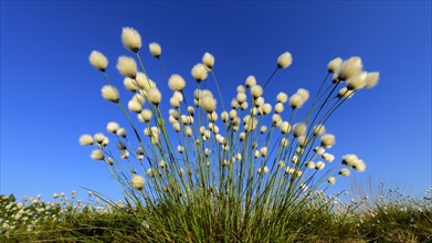 Fruitful cotton grass in spring in the moor