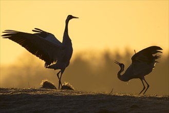 Silhouette