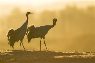 Silhouette of Grey Common cranesn