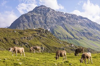 Cows on the mountain pasture