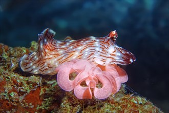 Kentrodoris nudibranch