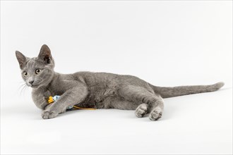 Breedcat Russian Blue