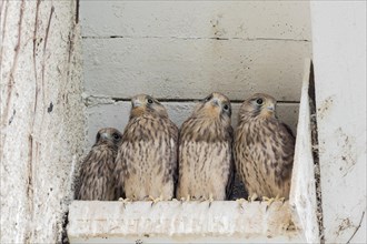 Four Common kestrels