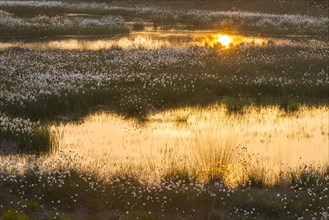 Sunset in a moor with fruiting cotton grass