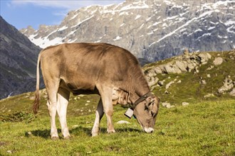 Cow on the mountain pasture