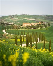 Curvy road with cypresses near Asciano