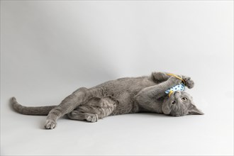 Breedcat Russian Blue