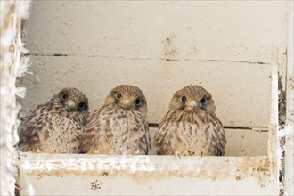 Three Common kestrels