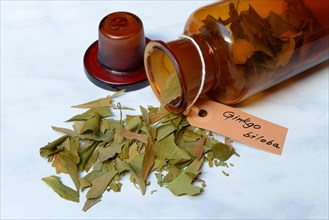 Dried ginkgo leaves with bottle