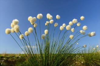 Fruitful hare's-tail cottongrass