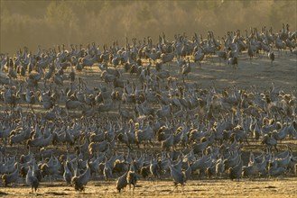 Flock of birds resting grey Common cranes