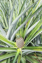 Pineapple plantation