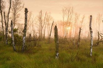 Dead birches in the rewetting area in the Goldenstedter Moor at sunrise