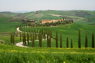 Curvy road with cypresses near Asciano