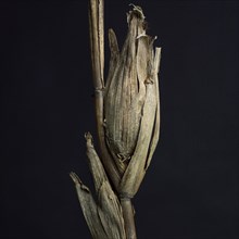 Withered corncob with leaves on black background