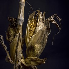 Withered corncob with leaves on black background