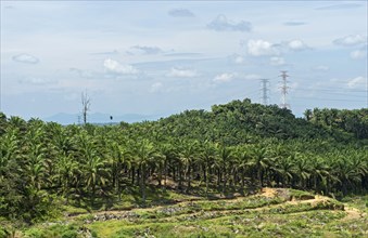 Commercial plantations with African oil palms ( Elaeis guineensis) have displaced the original tropical rainforest
