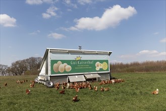 Mobile chicken house and chickens on the meadow