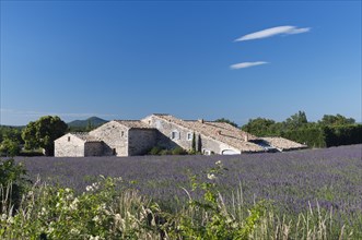 Stone house with lavender field (Lavandula angustifolia)