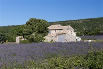 Stone house with lavender field (Lavandula angustifolia)