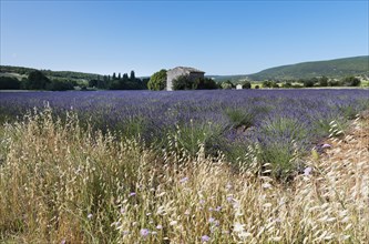 Stone house with lavender field (Lavandula angustifolia)