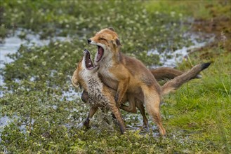 Two fighting Red foxes (Vulpes vulpes) on the bank of a water body