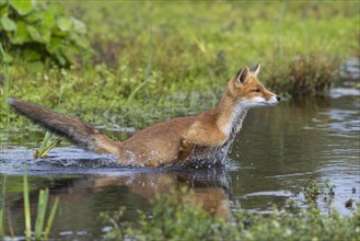 Red fox (Vulpes vulpes) crosses waters