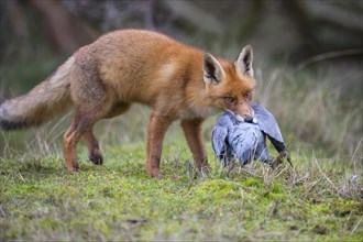 Red fox