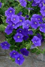 Blue flowering Petunia x atkinsiana