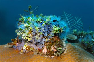 Colony of different sea squirts