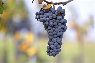 Ripe red grapes of the variety Blaufraenkisch