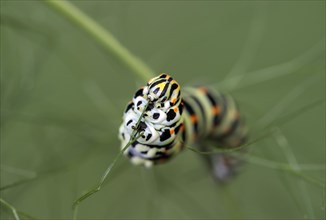 SwallowtailButterfly caterpillar