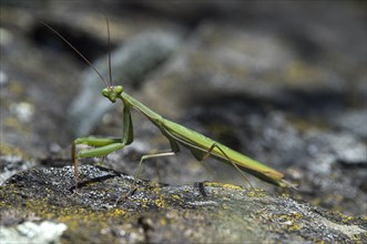 European mantis