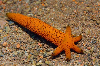 Severed arm of Luzon starfish