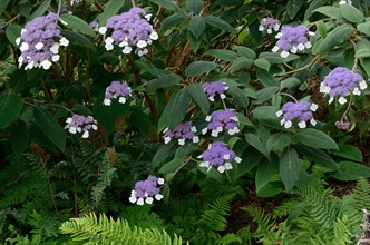 Flowering Hydrangea aspera