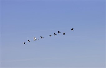 Eight grey geese and a swan