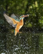 Busted Common kingfisher