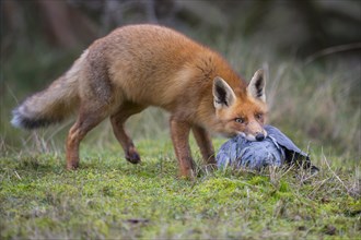 Red fox