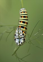SwallowtailButterfly caterpillar