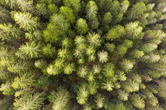 Spruce forest from above