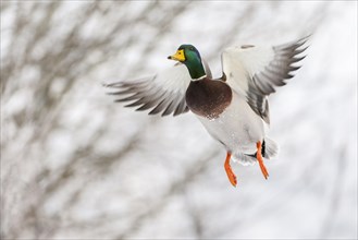 Flying Mallard