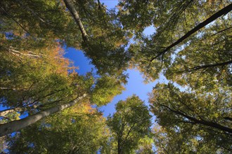 Beech forest in autumn