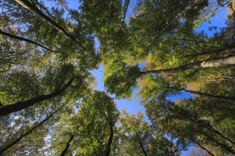 Beech forest in autumn