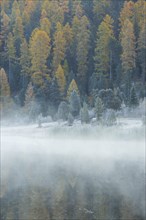 Larch and spruce forest on Lake Stazersee