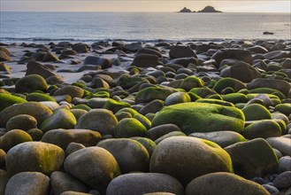 Stones overgrown with algae