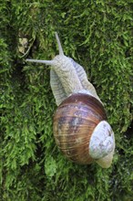 Burgundy snailSwitzerland