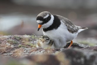 Little Ringed Plover with chicks