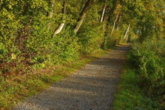 Forest path at the Pfaeffikersee