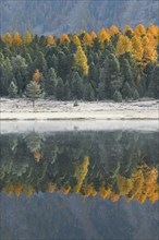 Larch and spruce forest on Lake Stazersee