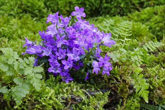 Dalmatian Bellflower